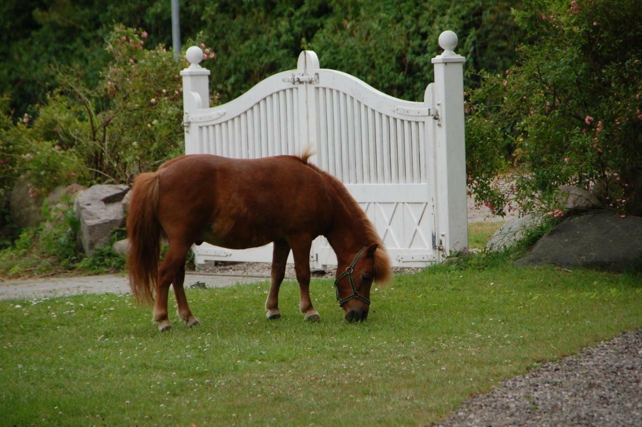 Ostseepferdehof Neukirchen  Dış mekan fotoğraf